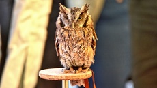 Choliba-Kreischeule (11).jpg